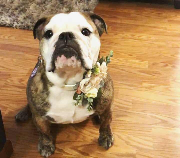 Heritage Succulent Wedding Collar