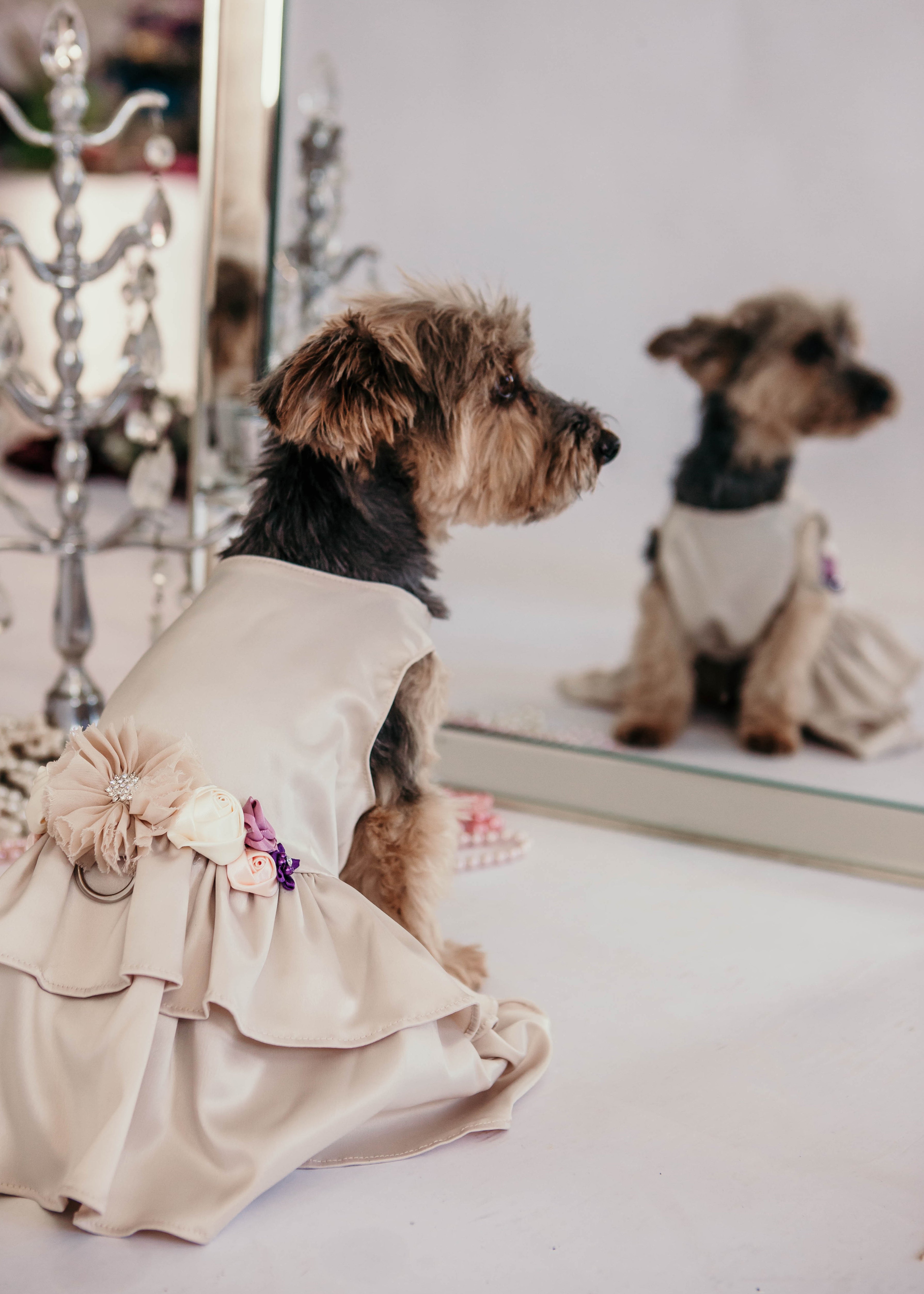 Formal Dog Dress | The Wisteria